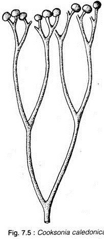 Cooksonia Caledonica