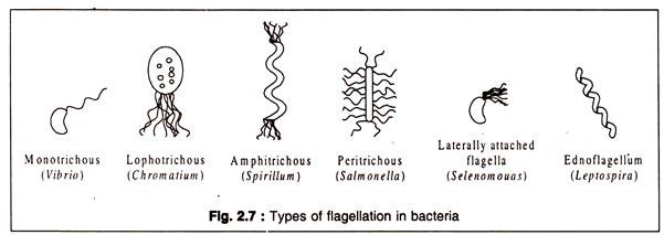 Types of Flagellation in Bacteria