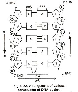Arrangement of various constituents of DNA duplex