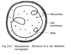 Mycoplasmas Structure of a Cell