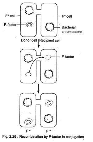 Recombination by F-Factor in Conjugation