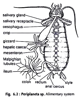 Periplaneta Sp. Alimentary System