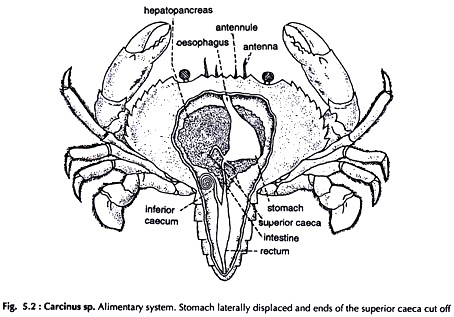 Carcinus sp.