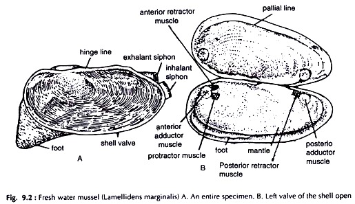 Fresh Water Mussel