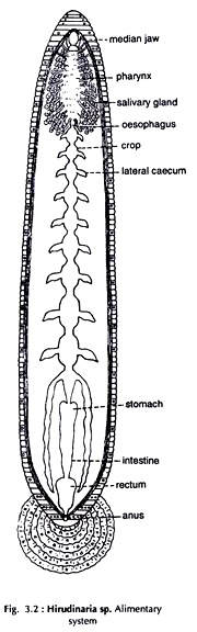 Hirudinaria sp.