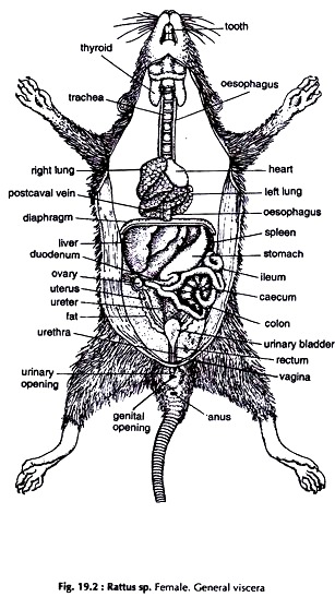Rattus sp. Female. General Viscera