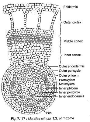 T.S. of Rhizome