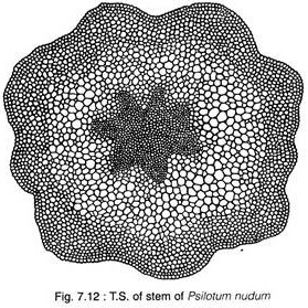 T.S. of Stem of Psilotum Nudum