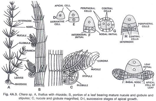 Antheridial Chamber Showing a Cluster of Antheridia