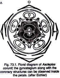 Floral Diagram of Asclepias