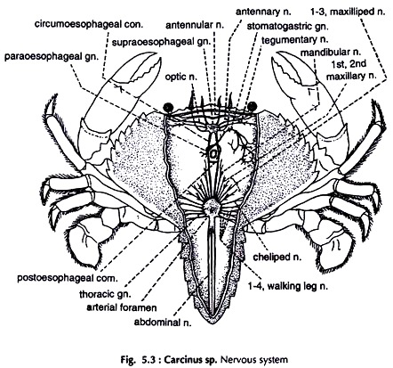 Nervous System