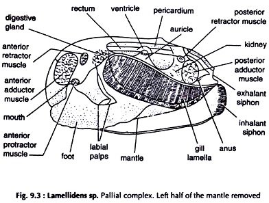 Lamellidens sp. Pallial Complex