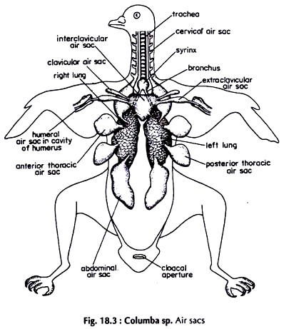 Columba sp. Air Sacs