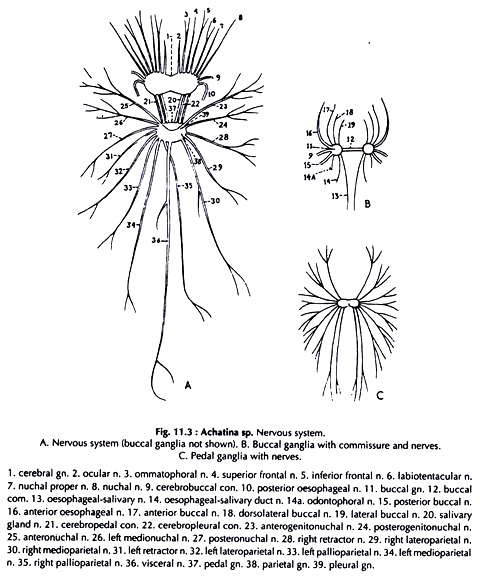 Nervous System