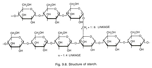 Structure of Starch