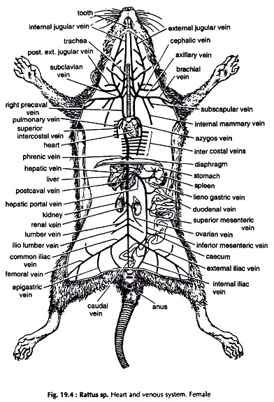 Heart and Venous System. Female