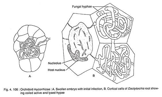 Orchidoid Mycorrhizae