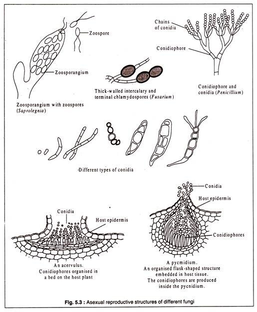 Asexual Reproductive Structures of Different Fungi