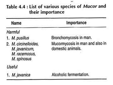 List of various species of mucor and their importance