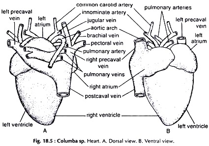 Columba sp. Heart