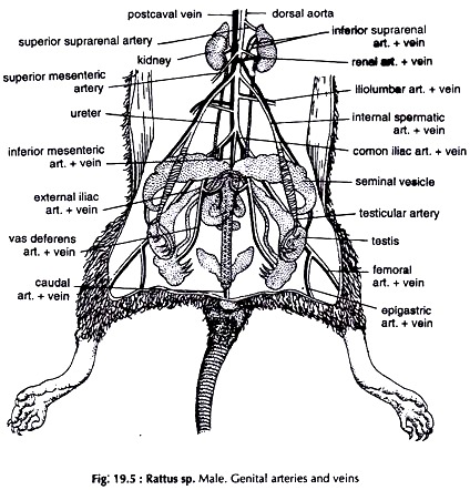 Male. Genital Arteries and Veins