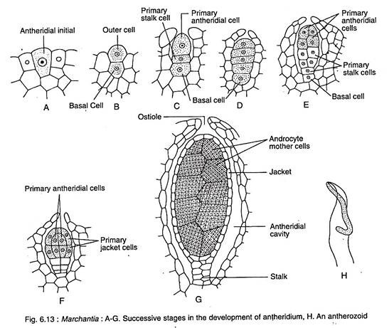 Succesive Stages and Antherozoid