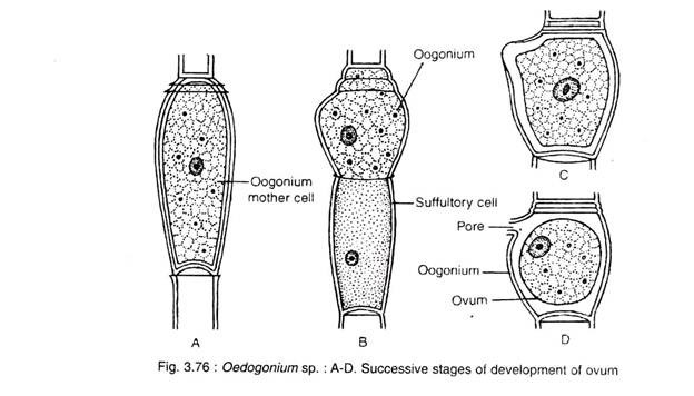 Successive Stages of Development of Ovum