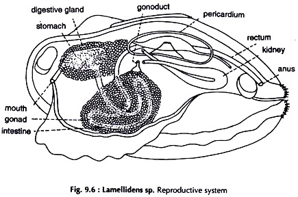 Lamellidens sp. Reproductive System