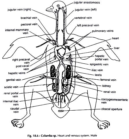 Columba sp. Heart and Venous System. Male