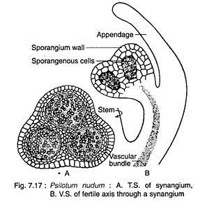 T.S. of Synangium and V.S. of Fetile Axis