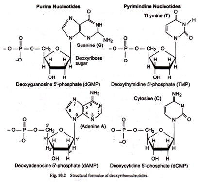 Functions of lexA and recA Genes