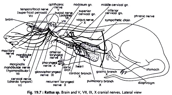 Brain, V, VII, IX, X Cranial nerves. Lateral View