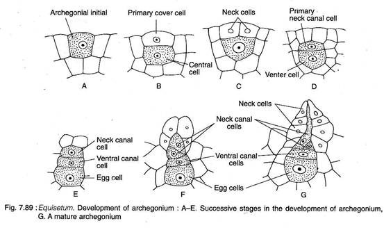 Development of Archegonium