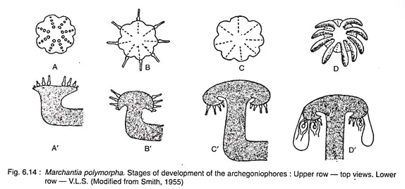 Marchantia Polymorpha