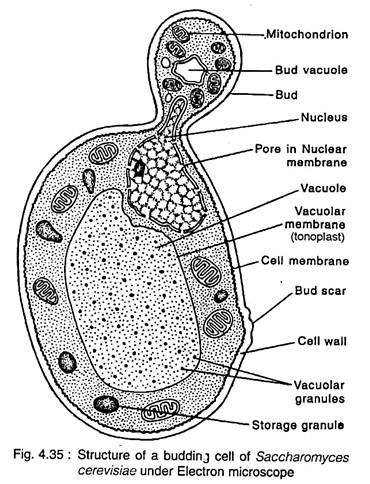 Structure of a Budding Cell of Saccharomyces