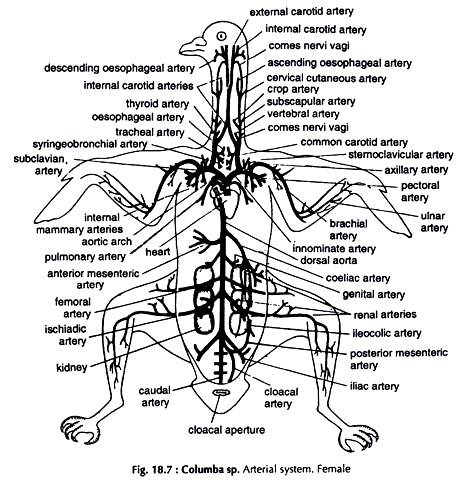 Columba sp. Arterial System. Female