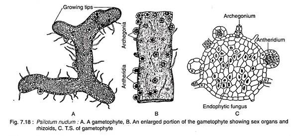 Gametophyte, Sex Organs & Rhizoids and T.S. of Gametophyte