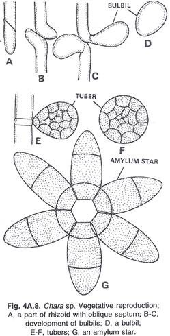 Spore and Germination of the Spore