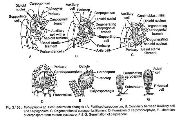 Post-Fer4tilizatiohn Changes of Polysiphonia sp.