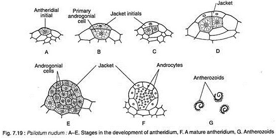 Stages in the Development of Antheridium, Mature Antheridium and Antherozoids