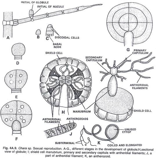 Life Cycle of Anthoceros