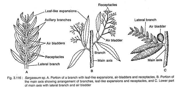 Sargassum sp. 