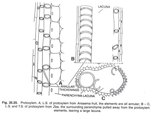 Structure of an Eukaryotic Cell