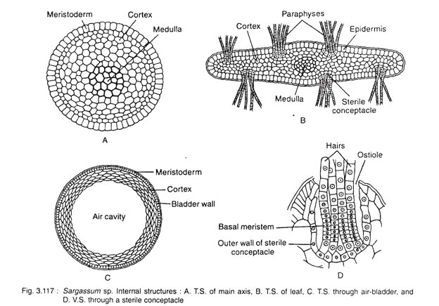Internal Structure of Sargassum sp.