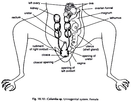 Columba sp. Urinogenital System. Female