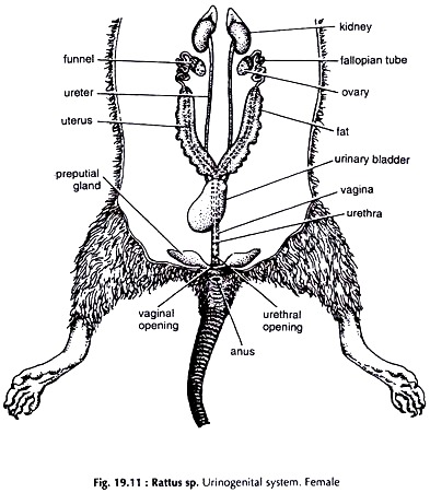 Rattus sp. Urinogenital System. Female