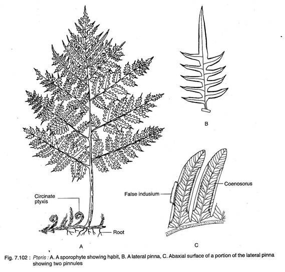 Pteris: A Sporophyte Showing Habit, Lateral Pinna and Abaxial Surface of Lateral Pinna Showing Two Pinna