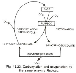 Carboxylation and oxygenation by the same enzyme rubisco