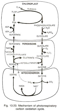 Mechanism of photorespiratory carbon oxidation cycle
