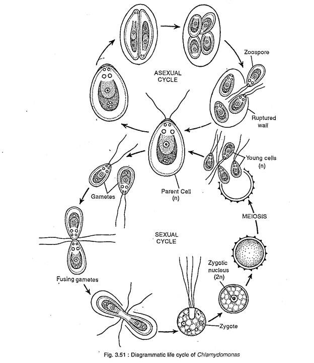 Life Cycle of Chlamydomonas